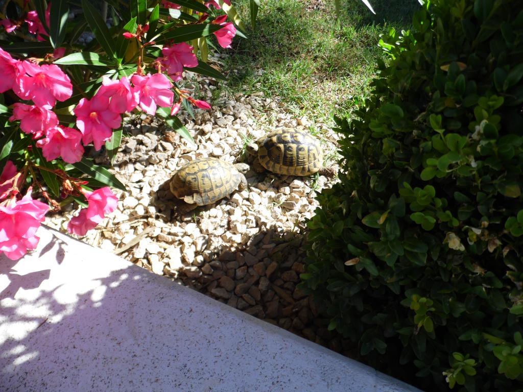 Holiday Home Villa Romantica Sveti Filip i Jakov Dış mekan fotoğraf
